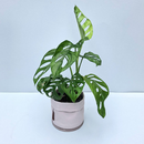 Monstera adansonii