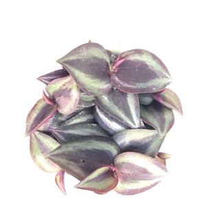 Tradescantia zebrina