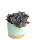 Tradescantia zebrina