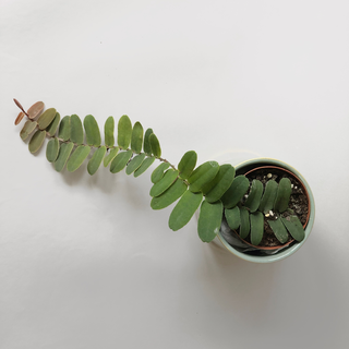 Marcgravia sintenisii