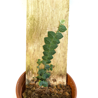 Rhaphidophora Cryptantha