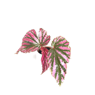Begonia brevirimosa