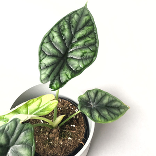 Alocasia baginda Dragon Scale