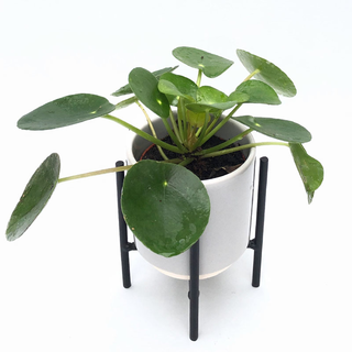 Pilea peperomioides Babyplant