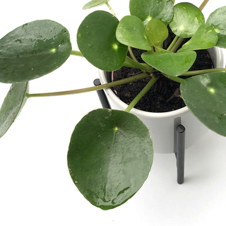 Pilea peperomioides Babyplant