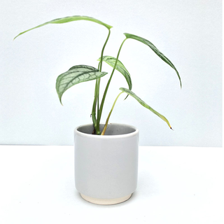 Monstera siltepecana NEW