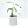 Monstera siltepecana NEW