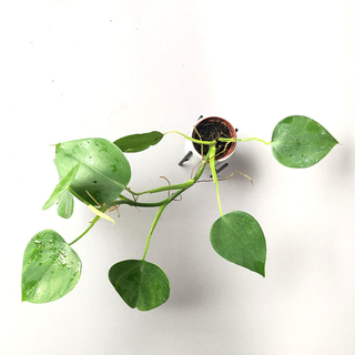 Philodendron microstictum