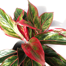 Aglaonema Flame