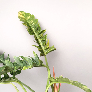 Philodendron variegata narrow Ring of Fire