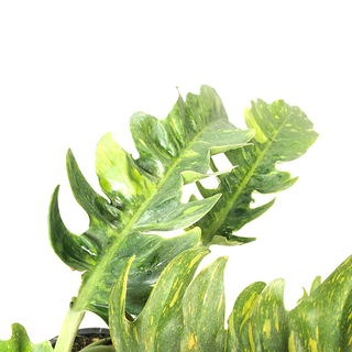 Philodendron variegata narrow Ring of Fire