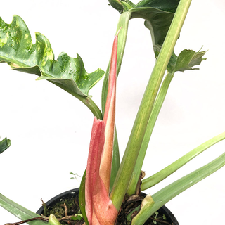 Philodendron variegata narrow Ring of Fire