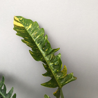 Philodendron variegata narrow Ring of Fire