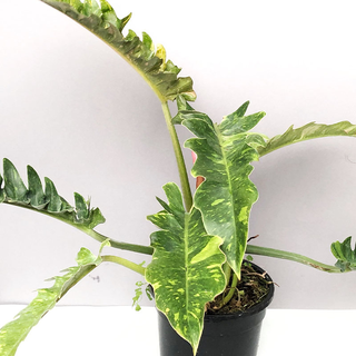 Philodendron variegata narrow Ring of Fire