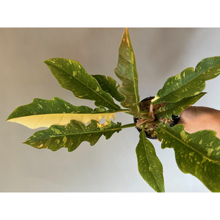 Philodendron variegata narrow Ring of Fire