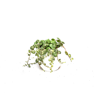 Peperomia prostrata