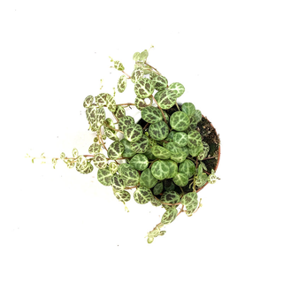 Peperomia prostrata