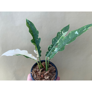 Philodendron Ring Of Fire Cutting