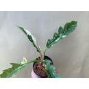 Philodendron Ring Of Fire Cutting