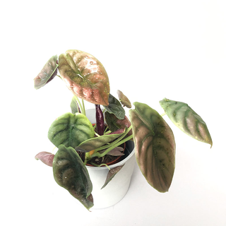 Alocasia cuprea Red Secret 