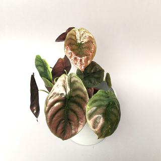 Alocasia cuprea Red Secret 