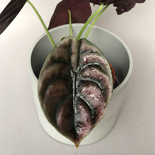 Alocasia cuprea Red Secret 