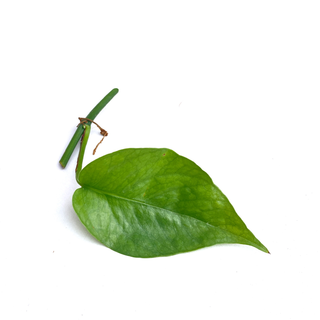 Epipremnum pinnatum Cebu Blue Ableger