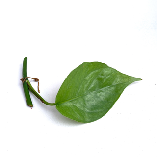 Epipremnum pinnatum Cebu Blue Cutting