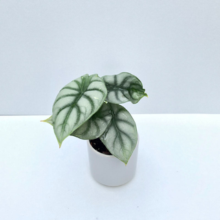 Alocasia Silver Dragon Babyplant