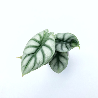 Alocasia Silver Dragon Babyplant