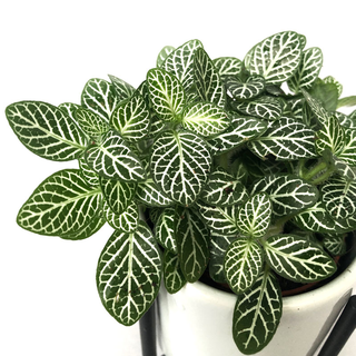 Fittonia albivenis - Mosaikpflanze