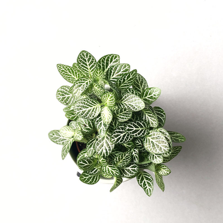 Fittonia albivenis - Mosaikpflanze