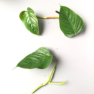 Philodendron ornatum - Cutting