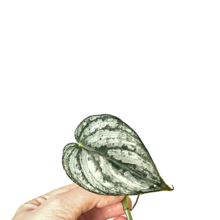 Philodendron brandtianum Cutting NEW