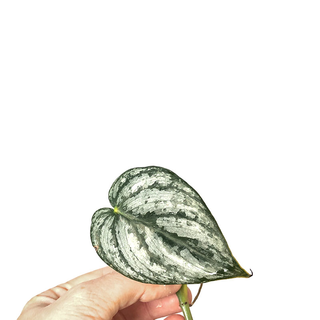 Philodendron brandtianum - Cutting