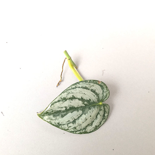 Philodendron brandtianum - Cutting