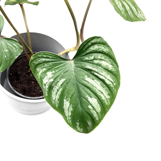 Philodendron mamei