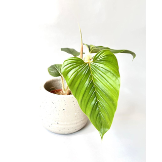 Philodendron serpens