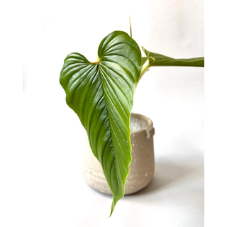 Philodendron serpens