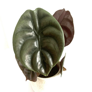 Angebot Alocasia cuprea Red Secret (8cm Pot)