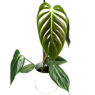 Philodendron esmeraldense