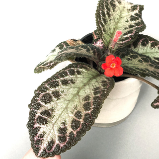 Episcia cupreata