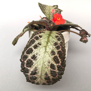 Episcia cupreata