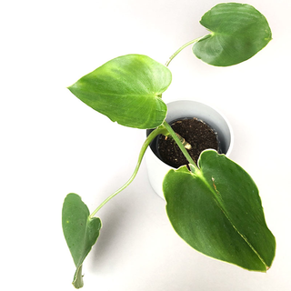 Philodendron rugosum L