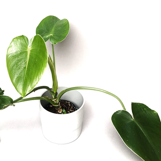 Philodendron rugosum L