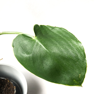 Philodendron rugosum L