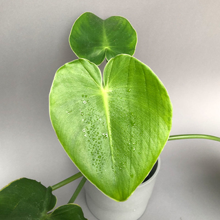 Philodendron rugosum L