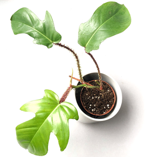 Philodendron squamiferum Babyplant