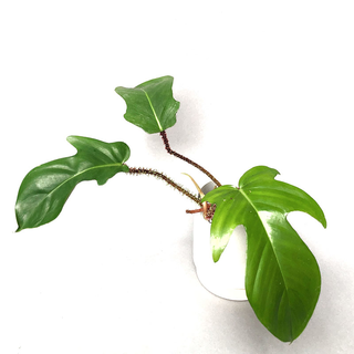 Philodendron squamiferum Babyplant