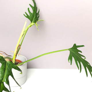 Philodendron elegans